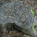 Coin stump