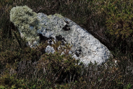 Rock with lichen