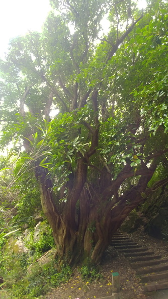 Dancing tree