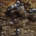 Nesting birds