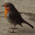 Robin