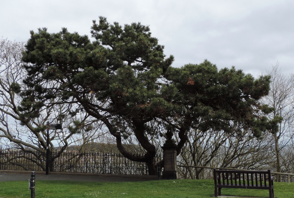 Twisted tree