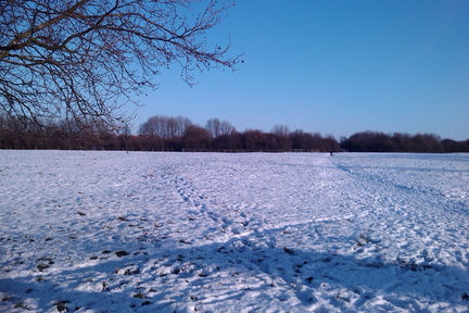 Coldhams Common