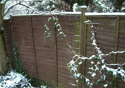 Passion flower, fence and cherry tree