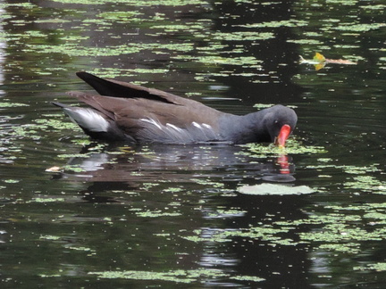 Moorhen