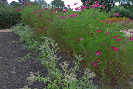 Purple flowers