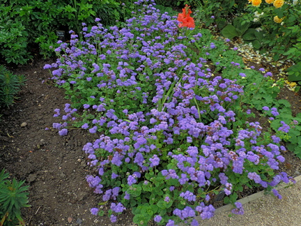 Purple flowers