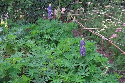 Purple flowers