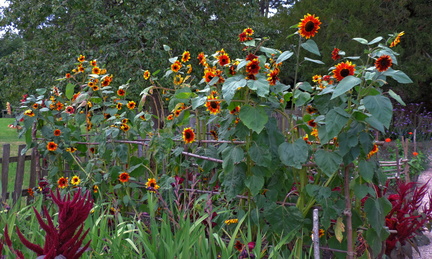 Sunflowers