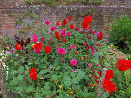 Mixed flowers