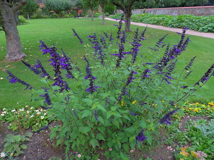 Purple flowers