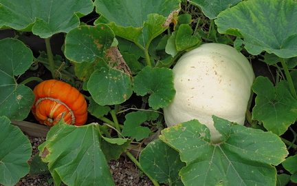 Pumpkins