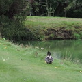 Duck landing