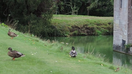 Duck landing