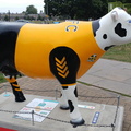 Football cow