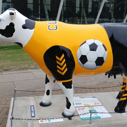 Cambridge Cows