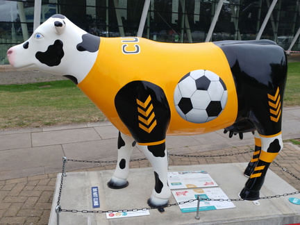 Football cow