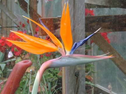 Bird of Paradise