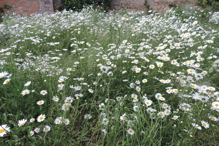 Daisies