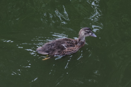 Duckling