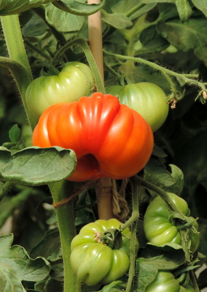 37-Tomatoes.jpg