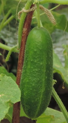 Cucumber