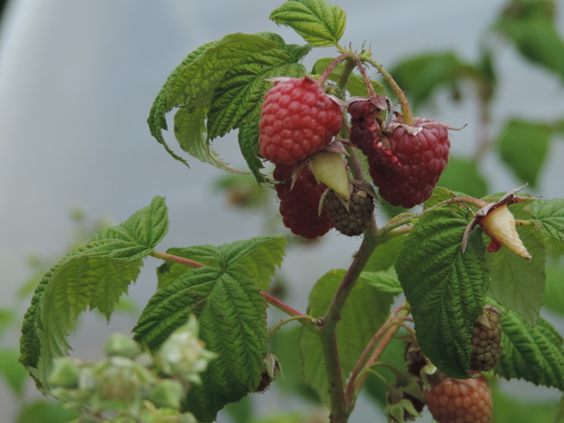 43-Raspberries.jpg