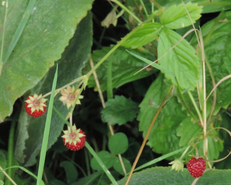 44-MiniStrawberries.jpg