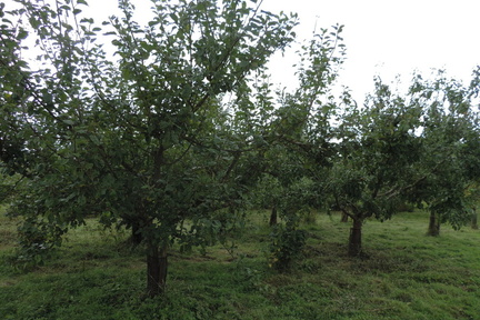 Apple trees