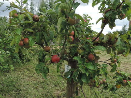 Apple tree