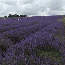 Hitchin Lavender and Goat farms