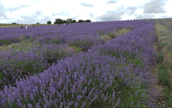 Up the fields