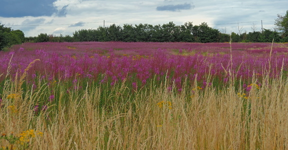 Purple field