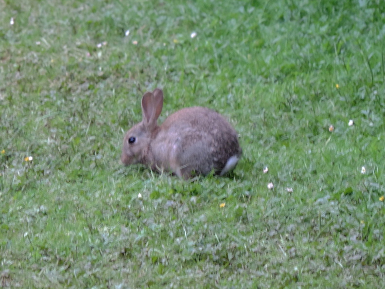 26-Rabbit.jpg