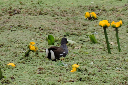 Moorhen