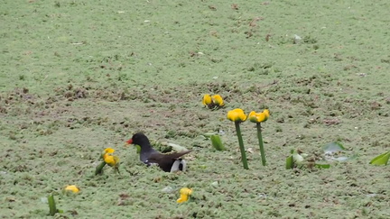 Moorhen