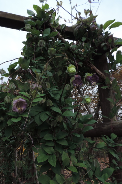 Climbing plant