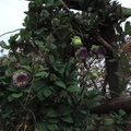 Climbing plant