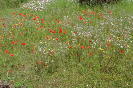 Poppies