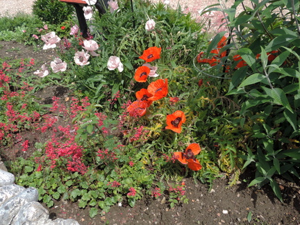 Poppies