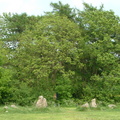 Stones and trees