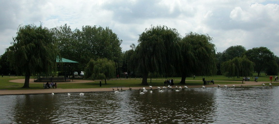 Swans