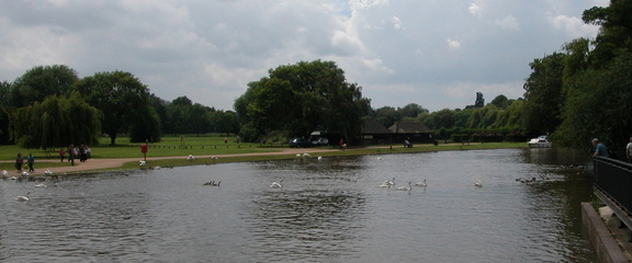 Swans swarming