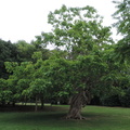 Gnarled tree
