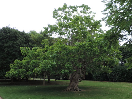 Gnarled tree