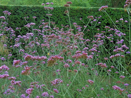 Purple flowers