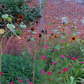 Herbaceous border