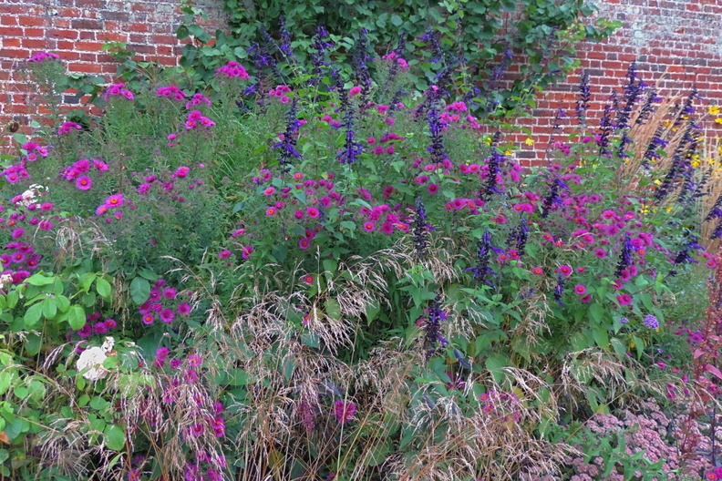 Purple flowers