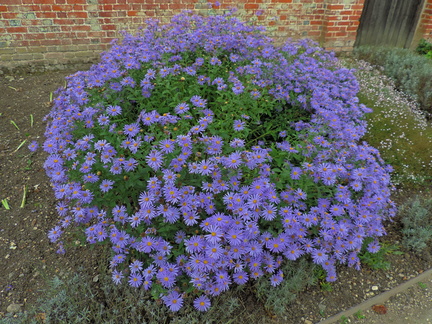 Blue flowers