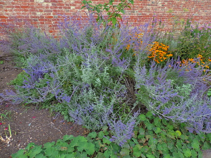 Assorted flowers